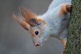 Fototapeta Las - Close up portrait of curious squirrel