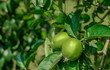 Niedojrzałe zielone jabłka wiszą na drzewie w sadzie