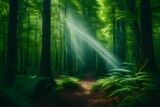 Fototapeta Natura - A mesmerizing forest scene with towering green trees, captured by an HD camera, the lush canopy and serene atmosphere presented in realistic