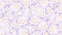 White Rose Petals. Animated Moving Flowers. White Background. 25fps