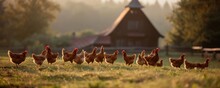 Chickens On Green Grass On Countryside.