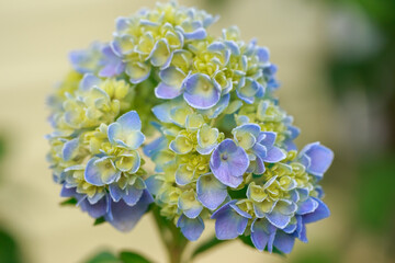 Wall Mural - Beautiful blue hydrangea flowers