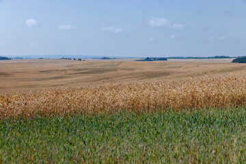 rye field with grain harvest on hot summer days