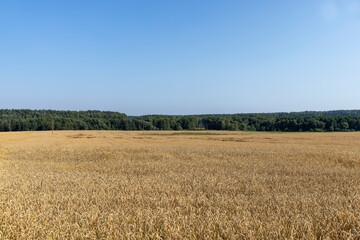 Wall Mural - An agricultural field where ripening cereal wheat grows