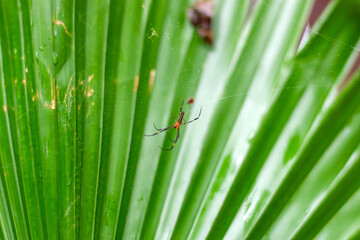 Giant Golden Orb Weaver Big spider sits on a web