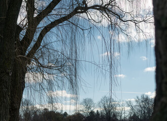 Canvas Print - bare trees willow tree branches in near silhouette on a winter day