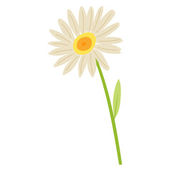 Wall Mural - A daisy PNG transparent background in a spring minimal shape floral concept, illustration