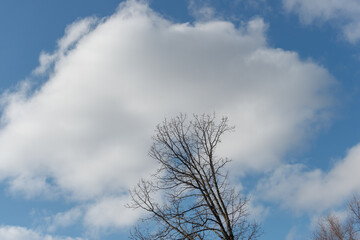 Canvas Print - trees and clouds