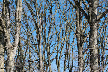 Canvas Print - bare trees on a blue sky in winter