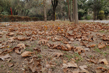 A captivating scene of newly fallen autumn leaves dispersed on the ground.