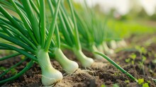 Growing Green Leek Onion Harvest And Producing Vegetables Cultivation. Concept Of Small Eco Green Business Organic Farming Gardening And Healthy Food