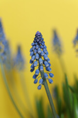 Sticker - Blue grape hyacinths on a yellow background. Shallow depth of field