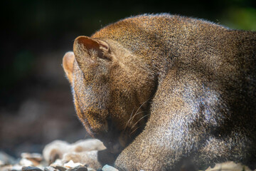 Wall Mural - Wild Jaguarundi side portrait (Herpailurus yagouaroundi) - Central and South American slender wild cat