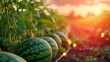 Growing watermelon harvest and producing vegetables cultivation. Concept of small eco green business organic farming gardening and healthy food