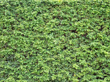 Fototapeta Na drzwi - Fragment of a living green fence in daylight