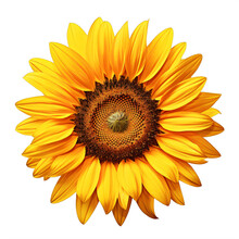 A Large Yellow Sunflower On A Transparent Background Png Isolated