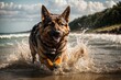 German shepherd running very fast on beach water with splash around