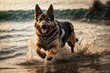 German shepherd running very fast on beach water with splash around