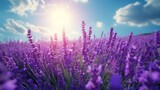 Fototapeta Lawenda - A field of vibrant purple lavender under a bright, sunny sky