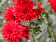 - bright red dahlias on a blur background