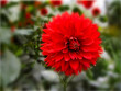 - one bright red dahlia in the garden, blur