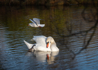 Wall Mural - An adult mute swan (Cygnus olor) preens its plumage as a black-headed gull (Larus ridibundus) flies overhead