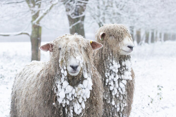 Canvas Print - sheep in winter