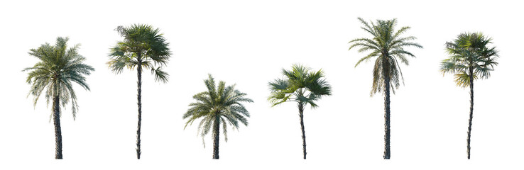 Wall Mural - Set Phoenix dactylifera date and Acoelorrhaphe wrightii paurotis (Everglades, Madeira) palm frontal medium and small isolated png on a transparent background perfectly cutout
