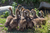 Fototapeta Motyle - young goslings gathered in a group