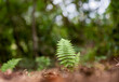 folha de samambaia no chão da floresta