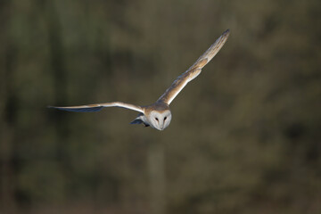  Barn Owl in Flight