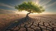 Climate change takes a toll on a struggling tree in dry soil.
