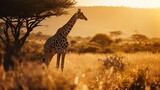 Giraffe in Golden Sunset Light, Standing Amidst Tall Grass with Acacia Trees and Expansive African Savanna Landscape in Background