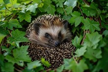 A Hedge Is Concealed Within The Dense Foliage Of A Majestic Tree, Blending Seamlessly With The Surrounding Leaves, A Delightful Hedgehog Curled Up In A Forest Underbrush, AI Generated