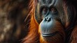 Close-up of a curious orangutan looking at the camera in a natural habitat