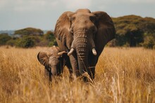 An Adult Elephant And A Baby Elephant Standing Together In Tall Grass, A Gentle Giant Elephant With Her Baby In The African Bush, AI Generated