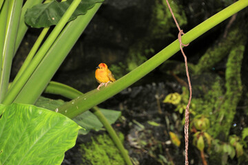 Sticker - A bird in the wild