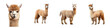 Alpaca clip art set