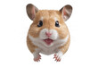 funny hamster animal in full body jumping through the picture isolated against transparent background
