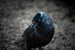 close up shot of a black-bluish crow standing on the ground with its head in focus and an out of focus background