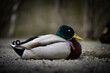 side view of a male duck sleeping on the ground