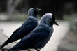sideview of two black-bluish crows standing on a wooden park bank