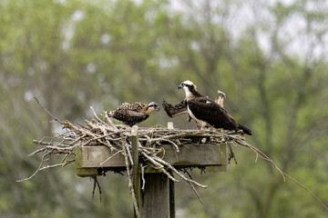 Sticker - The western osprey (Pandion haliaetus). Photo from Ospreys nesting