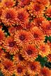 red orange chrysanthemum flowers background. beautiful blooming flowers called chrysanthemus or mums.