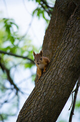 squirrel on a tree