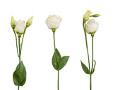 pink eustoma flowers on a white isolated background