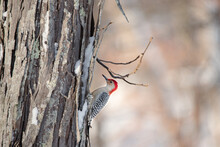 Red-bellied Woodpecker On Snowy Tree