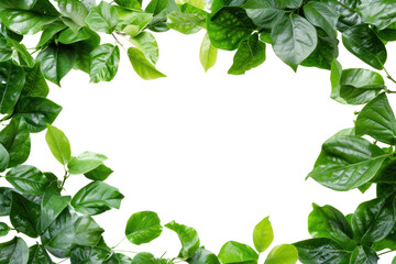 Beautiful green frame with leaves, cut out - stock png.