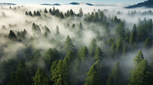 A Forest Shrouded In Fog