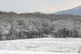 Fototapeta Mosty linowy / wiszący - snow covered trees